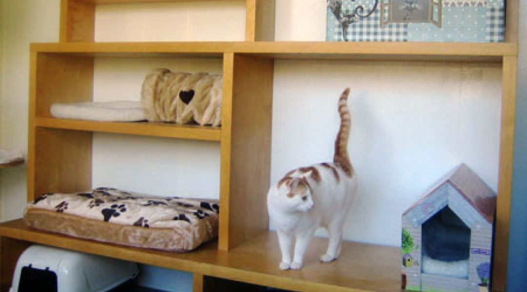 De Dierenvriendin: nieuw kattenpension in huiselijke sfeer