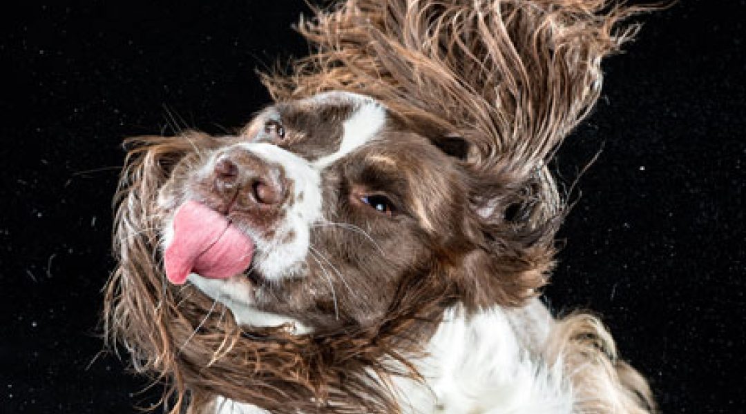 Zo kan het dus ook! 7 tips voor huisdierenfotografie