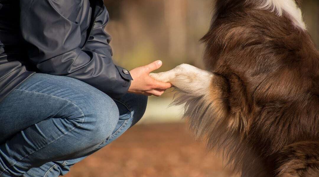 Onderzoek ‘Happy Pets’ officieel van start