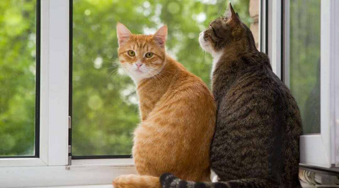 Vogelgriep bij katten: wat betekent dit voor de huisdierenbranche?