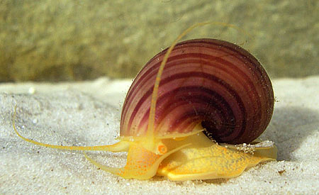 Pomacea of appelslak