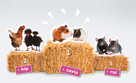 Hooipodium - Week van het Huisdier 2014