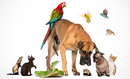 Besluit houders van dieren