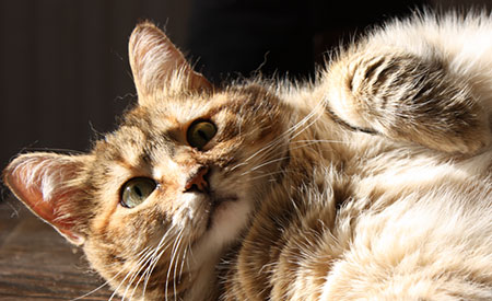 Kat met obesitas