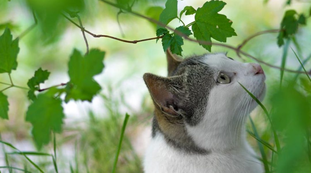 Katten gecontroleerd binnen én buiten houden? Zo doe je dat