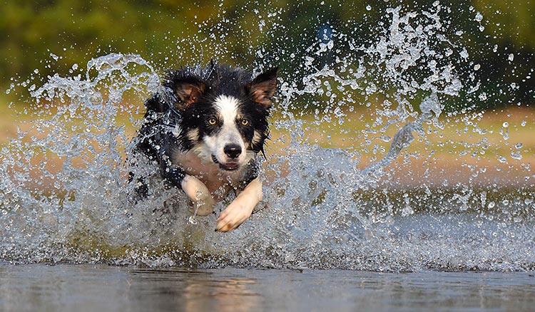 Border collie bij evenement