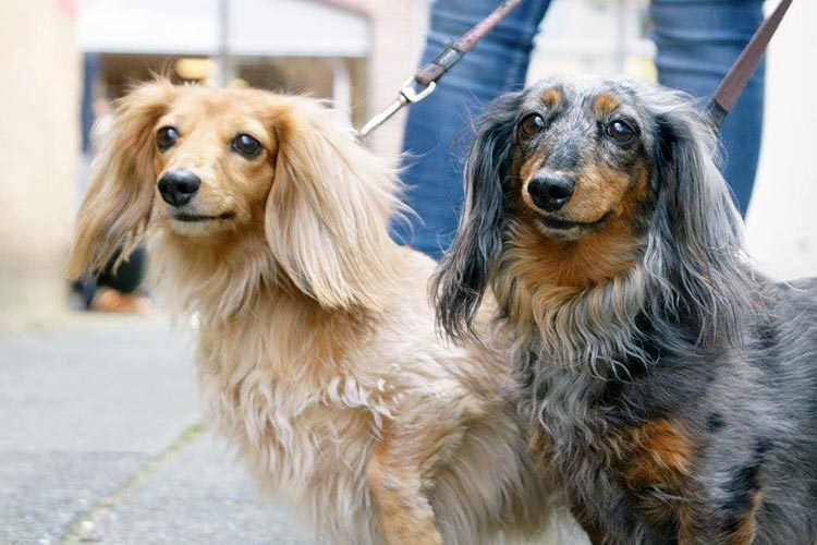 Dag van de Teckel bij dierenwinkel ’t Dierenparadijs in Zoetermeer