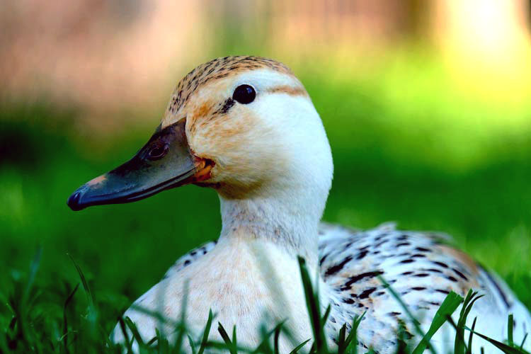 Vogelgriep eenden