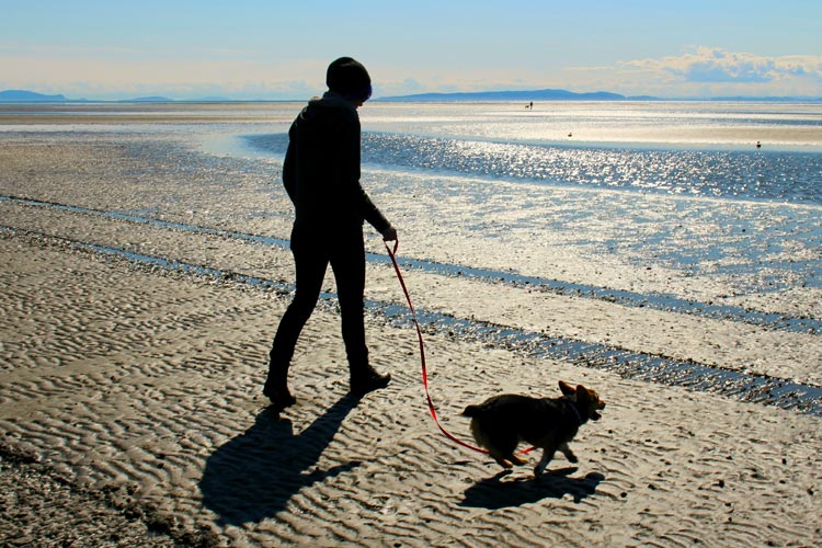 hond aan zee