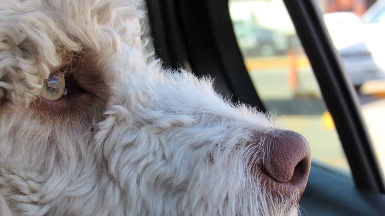 Hond vast in warme auto