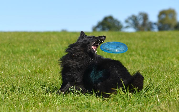 Frisbee