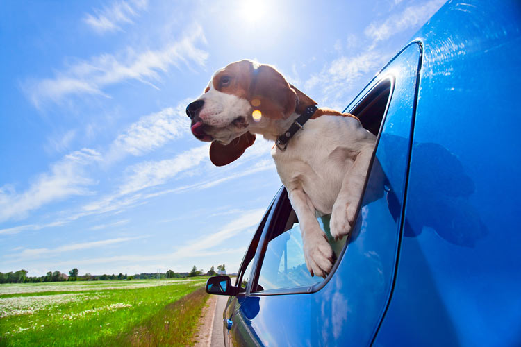 Hond in de auto van de zaak