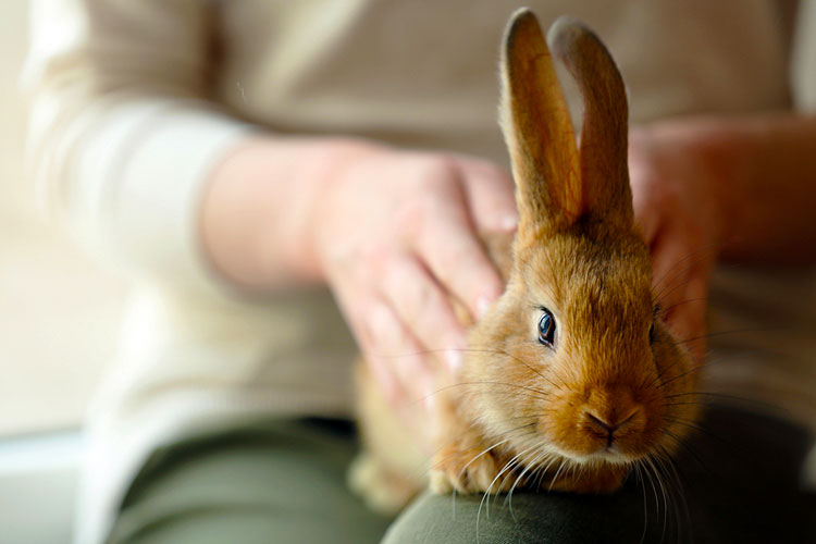 Konijn op schoot