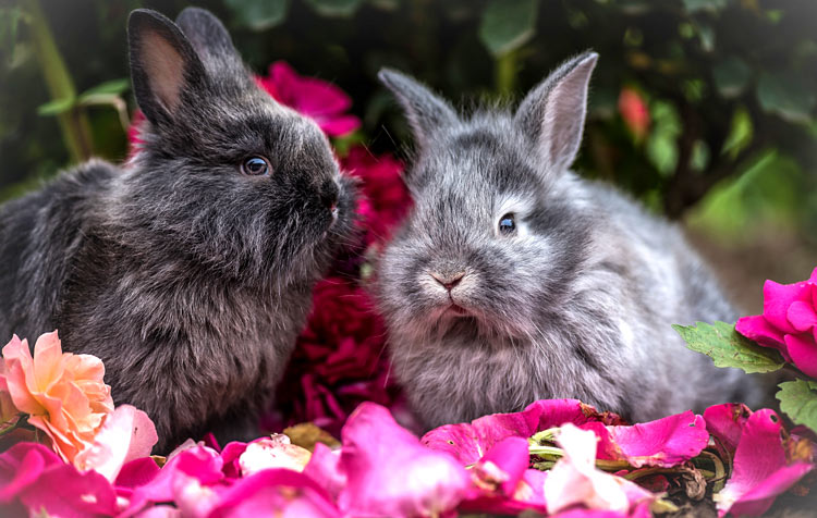 Konijnen tussen de bloemen