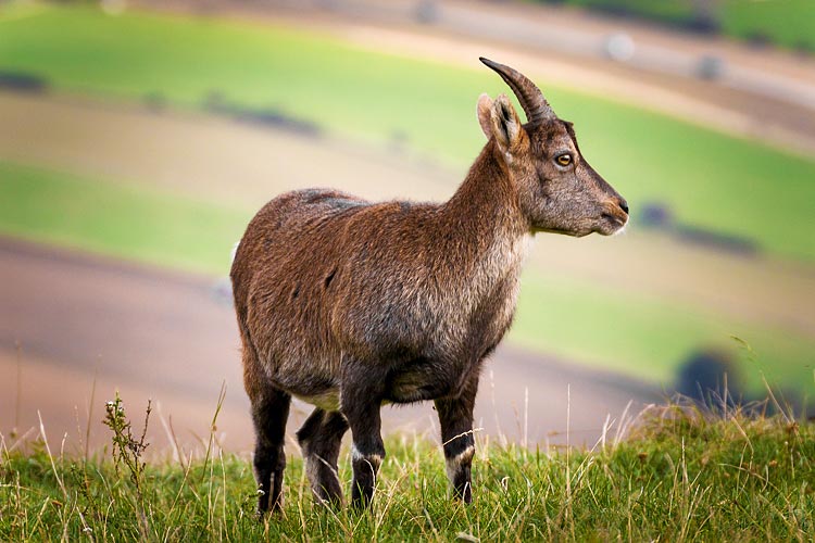 Steenbok