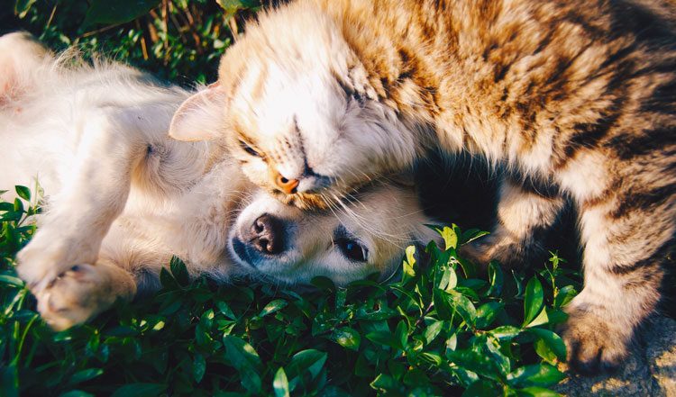 Hond en kat