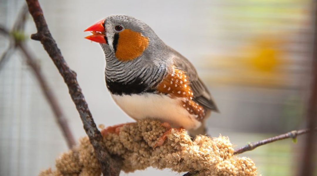 Nieuwe cijfers: meer dan 27 miljoen huisdieren in Nederland