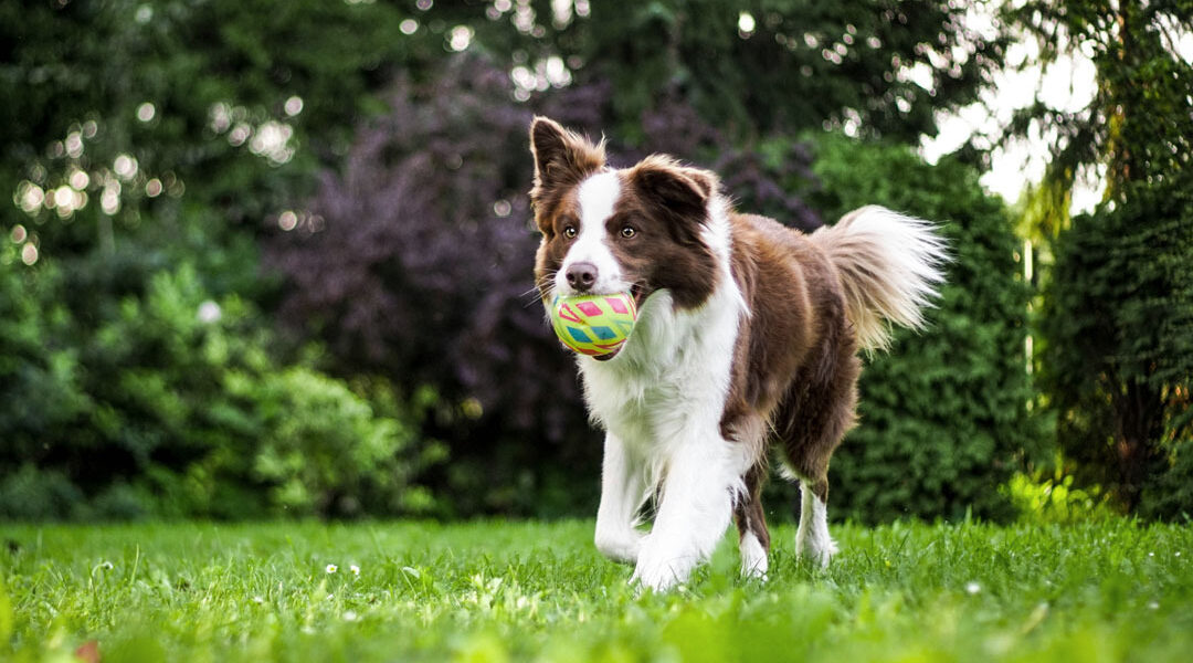 Zomerdrukte in dierenpensions: tijd voor duidelijke keuzes