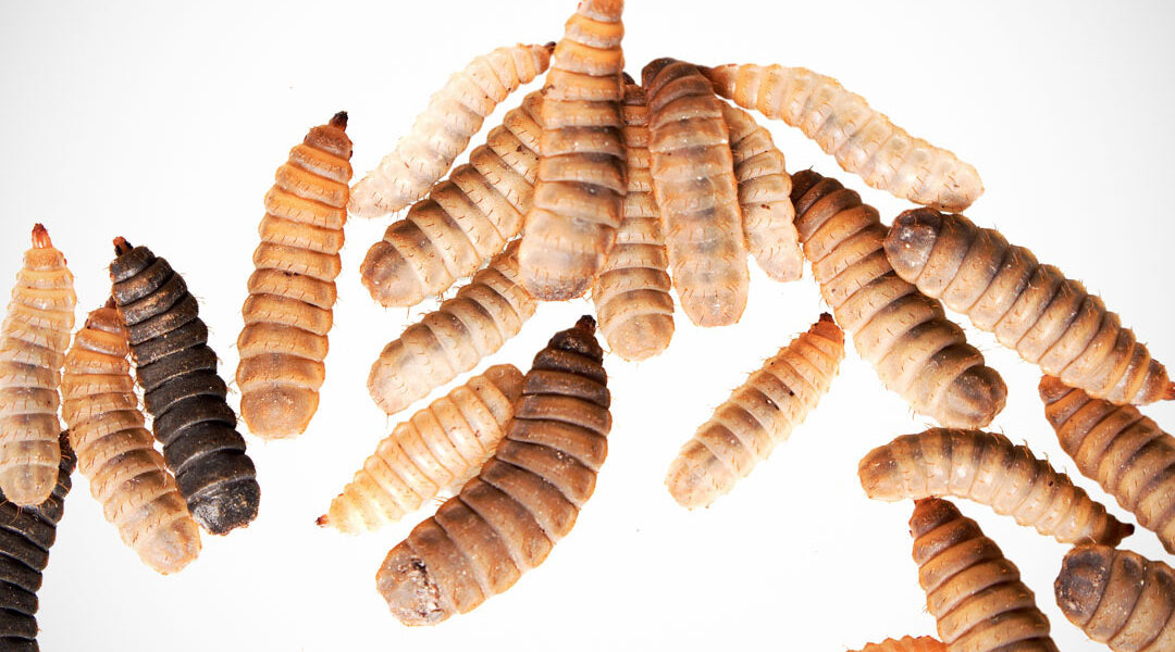 Insecten in huisdiervoer: klein beestje, grote belofte