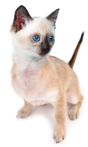 Tonkihuahua